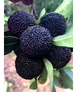 Myrica Rubra Black Bayberry - $230.17 MXN