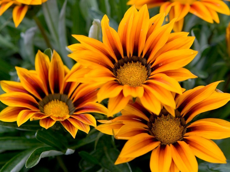 “ 100 PCS Gerbera Daisy Seeds Hybrids - Yellow Black Red Stripes Flowers GIM ”