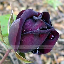 Best SELLER USA 50 Seeds Purple Red Rose Flower Rarest Rose - £7.09 GBP