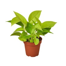 Pothos 'Neon'-3" Pot - $1,148.27 MXN