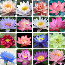 35 Pcs Bonsai Lotus Seeds for Planting Bowl Lotus Seeds, Water Lily Flower Plant - $12.13