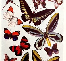 Tropical Butterflies Of The World 1940s Lithograph Print Butterfly Art DWT7 - £31.23 GBP