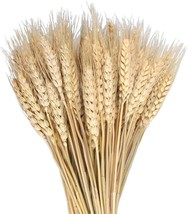 100 Pcs Dried Wheat Sheaves Bundle Golden Natural Wheat Bouquet Bunch Dried, 16&quot; - £22.42 GBP