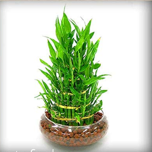 Lucky Bamboo Choose Potted Bonsai Variety Complete Dracaena The Budding Rate 95% - $8.66