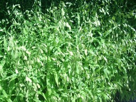 50 Inland Sea Oats Seeds Chasmanthium Latifolium Self Seeds Gardening Beautiful  - $9.00