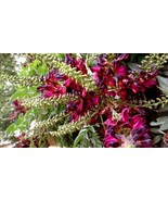 5 Red Wisteria Seeds Vine Climbing Flower Perennial Seed - $16.43 CAD