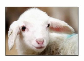 Wall Decor Cute White Lambs sheep Painting Picture Printed Canvas Giclee - £7.49 GBP+