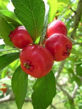 Live Plants Heirloom Mayhaw Fruit Trees May Haw Apple Hawthorn Plug Seedling - £55.84 GBP