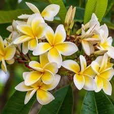 200 Seeds Gorgeous Freesia Yellowish White Flowers Hardy Plants Item image 3
