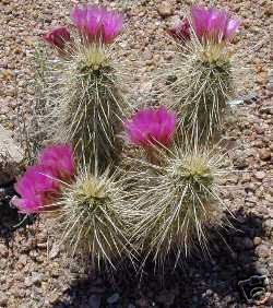 Echinocereus Engelmannii Variegatus Hardy Cactus 5 seeds Fresh Gardening - $17.96