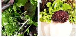 750 Seeds! Lettuce Gourmet Salad Blend Red &amp; Green Cool Season Garden - £21.50 GBP