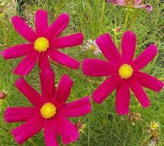 SHIP FROM US 36,000 Cosmos Dazzler Seeds, ZG09 - $81.96