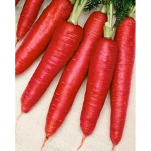 1200 Atomic Red Carrot Seeds   - $5.53