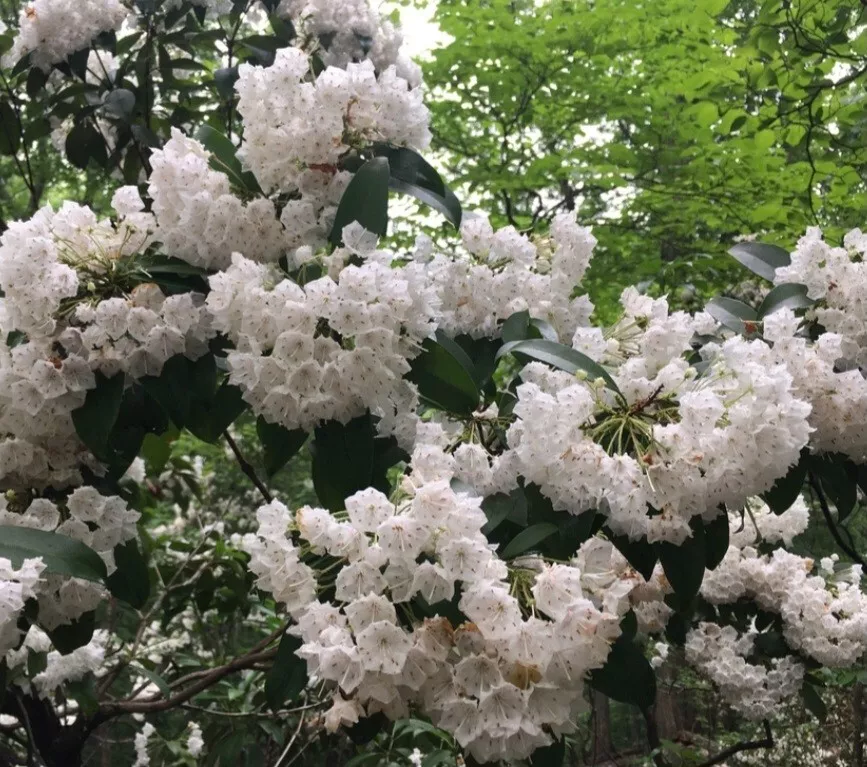 Pink Mountain Laurel LIVE Plant Bare Root All Natural 1 Ft + Garden USA Seller  - $28.00