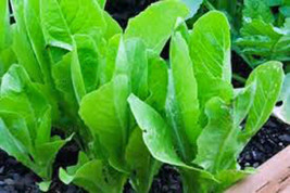 Romaine Lettuce, Paris Island, Heirloom, Organic 50+ Seeds, Great For Salads - £1.99 GBP