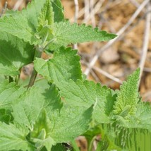 1000 Catnip Seeds Perennial Catmints Nongmo Herb From US  - £6.59 GBP