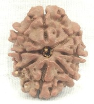 Rare 8 Mukhi Rudraksha with 8 complete seeds - Lab Certified - £74.89 GBP