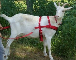 Carter Pet Supply Goat Pulling Harness USA Made Heavy Duty Lined - $64.90