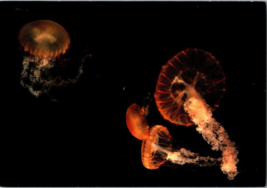Postcard  Jellyfish Pacific sea nettles Delicate Mystic Aquarium  6 x  4 Inches - £3.89 GBP
