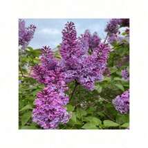 Lilac Tree Plant For Plant seeds - Beautiful Purple Flowers - $6.00