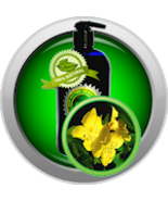 Evening Primrose Oil - $280.22 MXN+