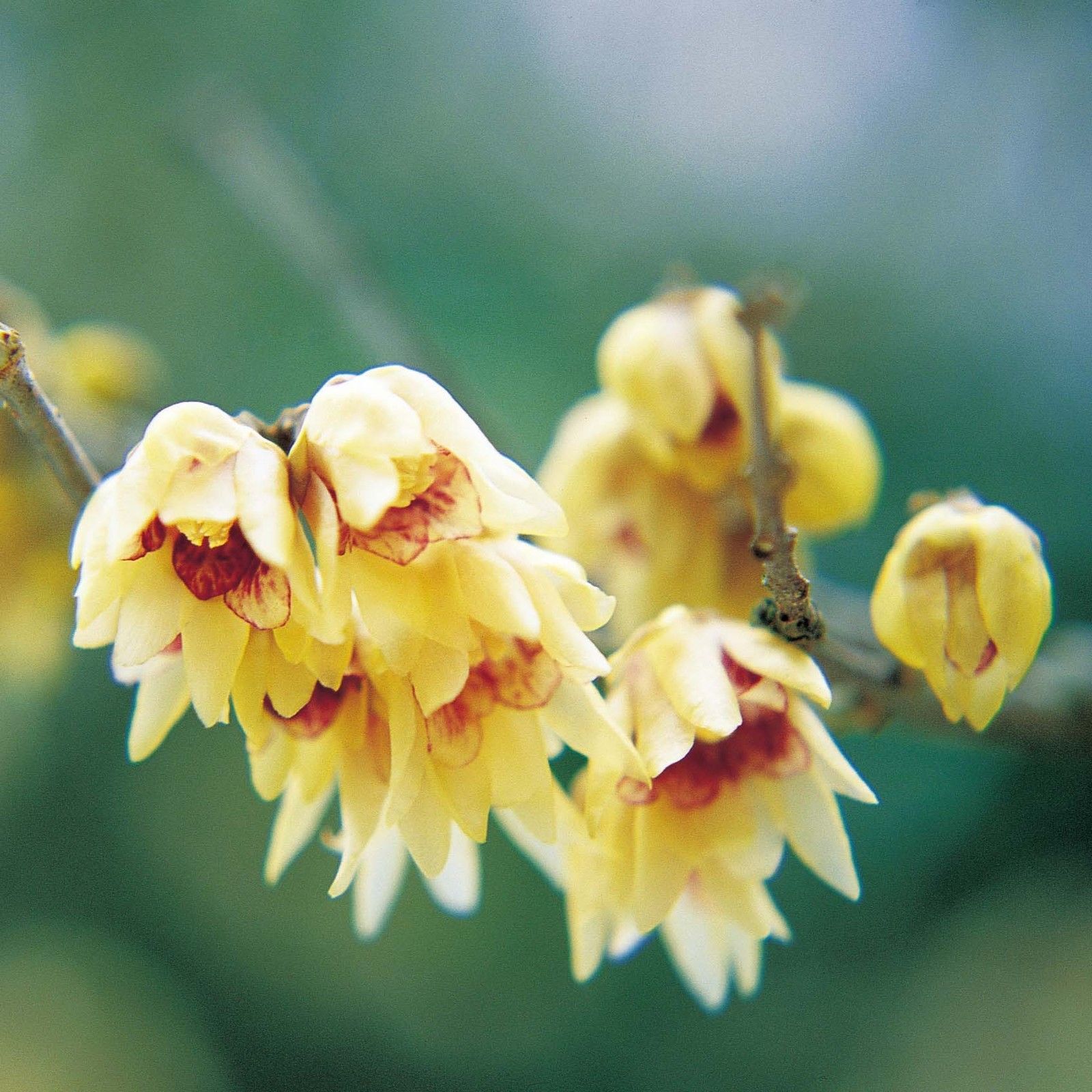 Fragrant Wintersweet Shrub, Chimonanthus praecox, Seeds - $8.99 - $16.77