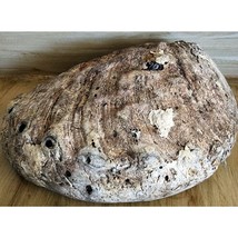 Vintage Abalone Sea Shell Beautiful Natural Over 8&quot; See Pic. Nautical Di... - $15.27