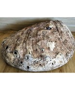 Vintage Abalone Sea Shell Beautiful Natural Over 8&quot; See Pic. Nautical Di... - €13,09 EUR