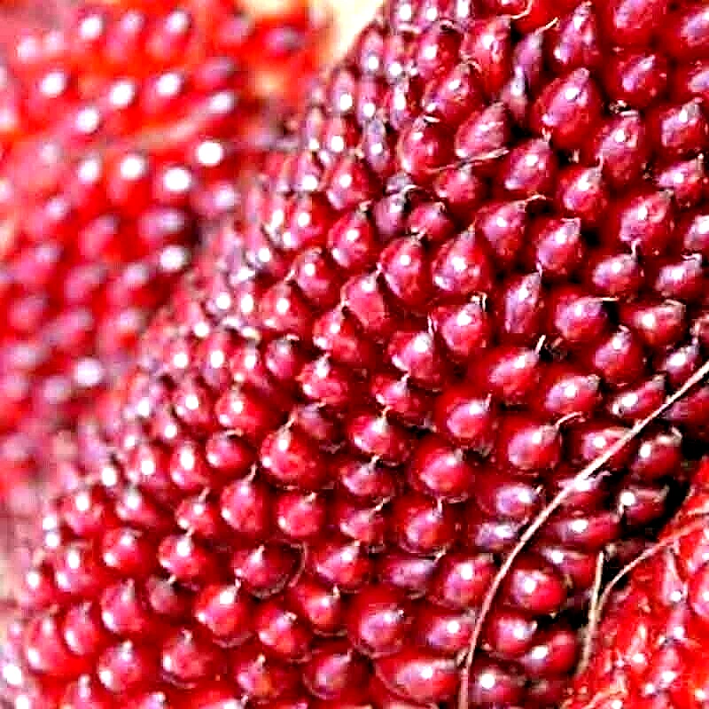 75 Strawberry Rare Ruby Corn Seeds Red Spring Sweet Heirloom Non-Gmo Pop... - $4.45