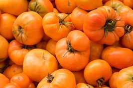 Kellogg&#39;S Breakfast Tomato Seeds 50 Ct Vegetable Heirloom NON-GMO   - £3.07 GBP