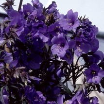 TH 40 Seeds Purple Rain Polemonium Jacob&#39;S Ladder Flower Seeds / Shade Loving Pe - £11.80 GBP