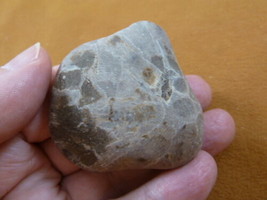 (F831-362) 2&quot; unpolished Petoskey stone fossil coral specimen MI state rock - £15.68 GBP