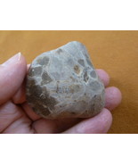 (F831-362) 2&quot; unpolished Petoskey stone fossil coral specimen MI state rock - $370.74 MXN