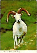 Postcard Alaska White Dall Sheep on Step and Rugged Slopes Fine Wool  6 x 4 ins. - £9.75 GBP