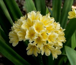 5 Seeds Clivia Yellow Kaffir Lily Clivia Miniata Indoor Garden Flowers - £5.39 GBP