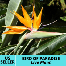 1Pcs Bird of Paradise Flower Tree Strelitzia Reginae Flower Live Plant - £31.41 GBP
