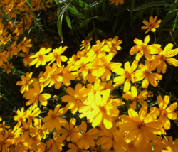 50 Pc Seeds Tagetes Lemmonii Plant,  Shrub Marigold Seeds for Planting | RK - £20.26 GBP
