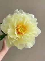 5 Peony Flower Seeds Bw95000-142 Garden - $13.97