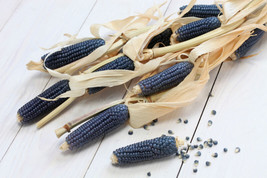 BPA 50 Seeds Blue Popcorn Blue Kernels Pop White Corn Zea Mays Vegetable From US - £7.82 GBP