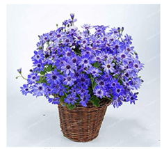 100 Seeds Florists Cineraria Bonsai 9 Kind Different Bonsai Flowers Pericallis A - $7.11