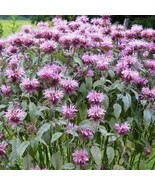BEE BALM WILD BERGAMOT Perennial Beneficial Bees Hummingbirds Non-GMO 500 Seeds! - $4.99