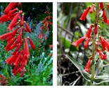 400 Seeds Red Penstemon EATON&#39;S Hummingbird Perennial Beardtongue - £14.10 GBP