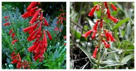 400 Seeds Red Penstemon EATON&#39;S Hummingbird Perennial Beardtongue - £14.07 GBP