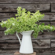 FMG Bells Of Ireland 20 Seeds Moluccella Laevis Green Flowers For Dried ... - $10.36