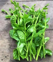 Green Stem Malabar Spinach (Bachali) HEIRLOOM 30+ Seeds 100% Organic Non GMO USA - £4.78 GBP