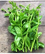 Green Stem Malabar Spinach (Bachali) HEIRLOOM 30+ Seeds 100% Organic Non... - £4.60 GBP