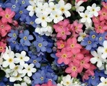 Forget Me Not Mixed Colors Perennial Early Blooms Pollinators Non Gmo 10... - $5.99