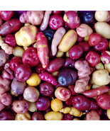 US Seller Peruvian Andean Potato Seeds Fast Shipping - $21.99