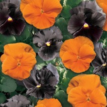 Pansy Halloween Black And Frizzle Sizzle Orange Coolseason Winter Early Spring C - £16.09 GBP