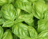 Basil Seeds 300 Italian Large Leaf Herb Garden Culinary Cooking Fast Shi... - $8.99